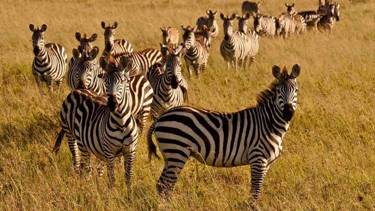 Shimba Hills National Reserve image 6