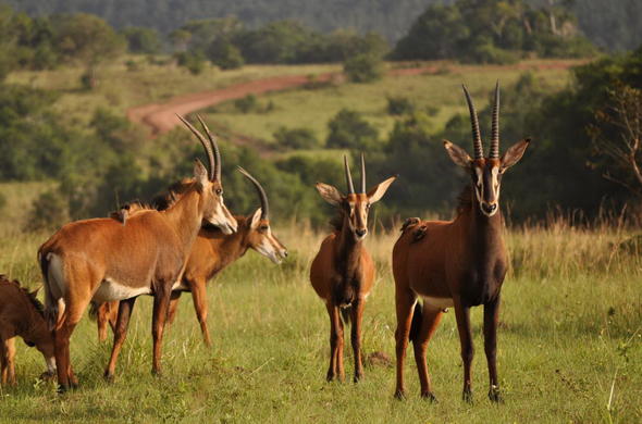 Shimba Hills National Reserve image 2