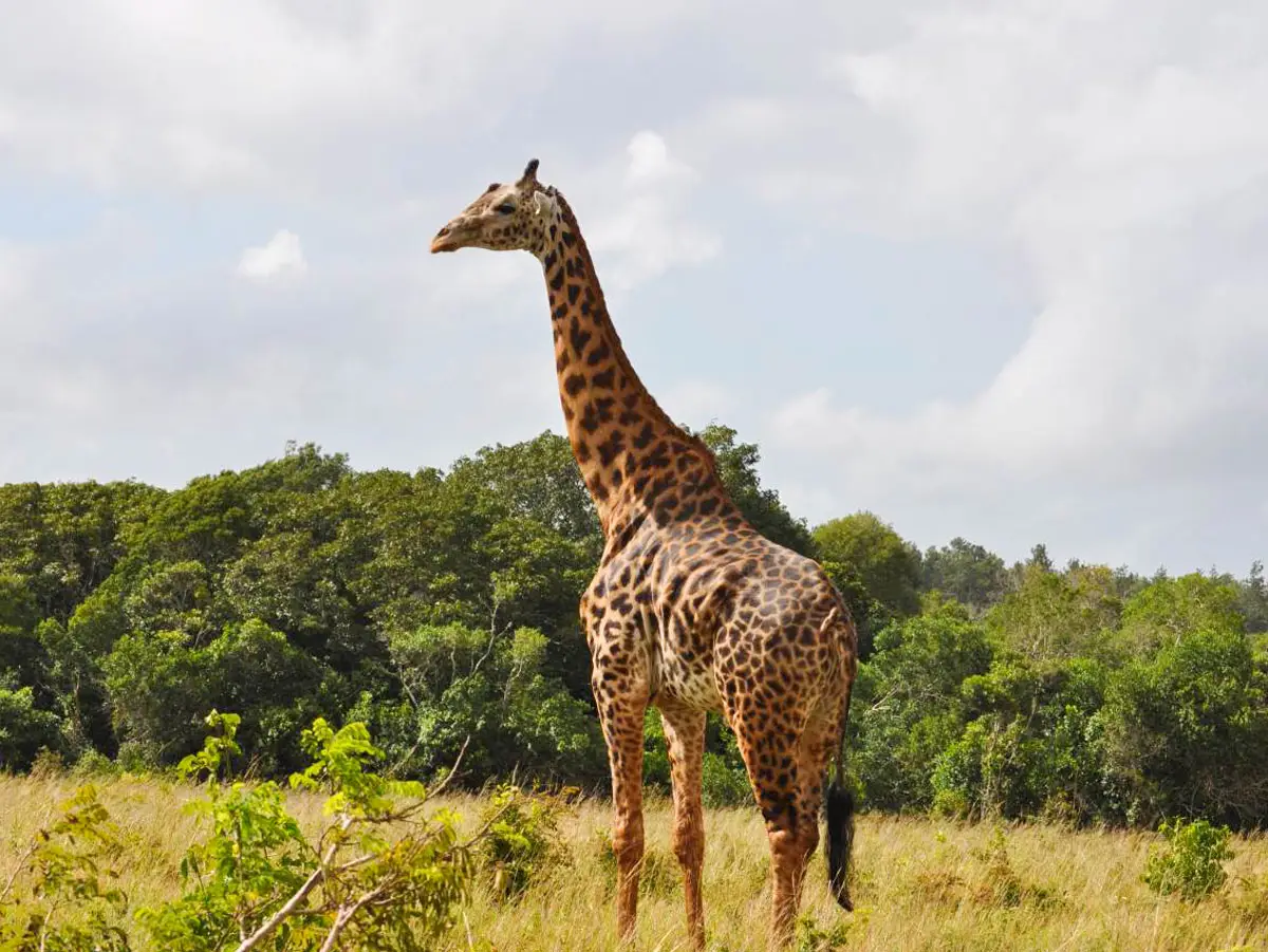Shimba Hills National Reserve image 3