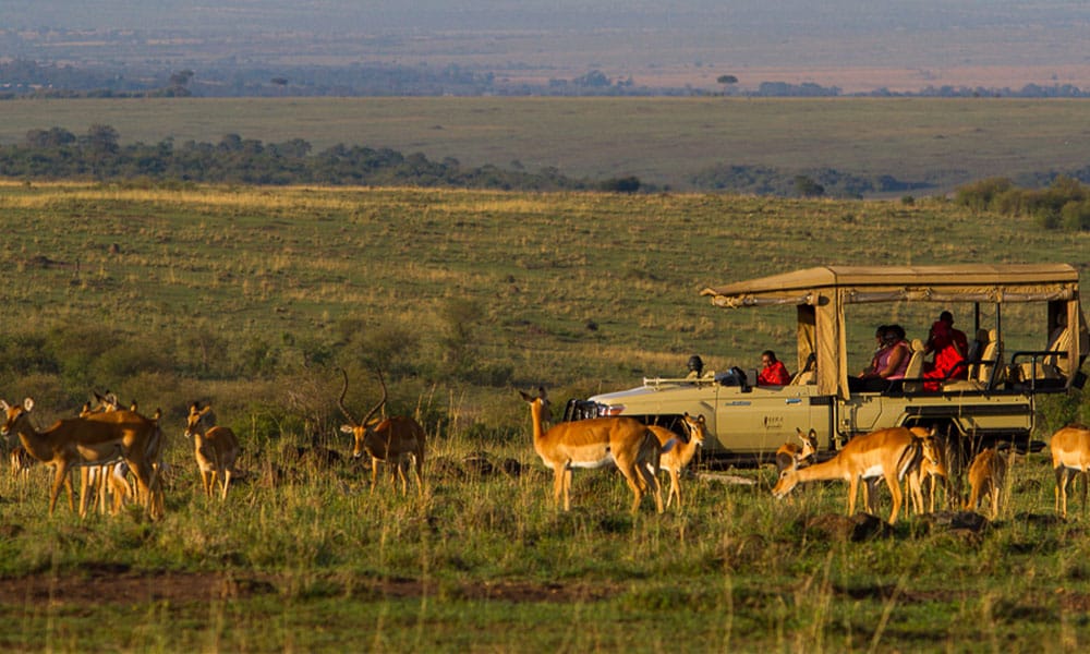 ケニアサファリ