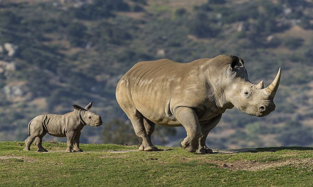 ケニアのサファリでサイを見る