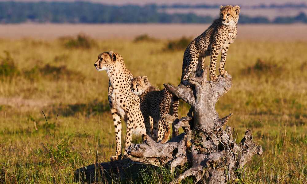 Faune sauvage du Kenya