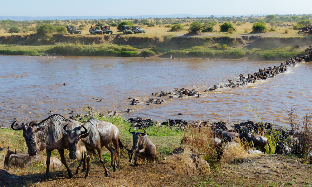 Migration des gnous