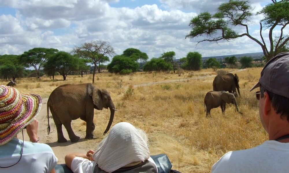 Activités de safari