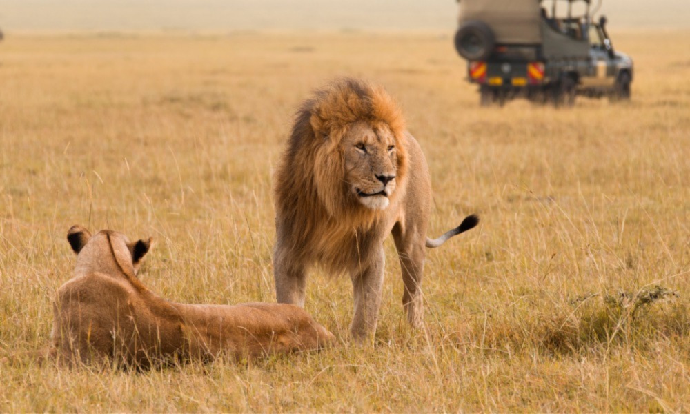 Safari au Kenya