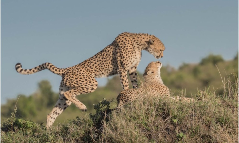 ケニアで野生動物を見るのに最適な時期