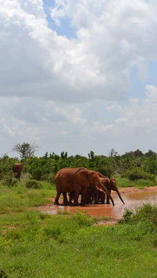 Tsavo East National Park image 6