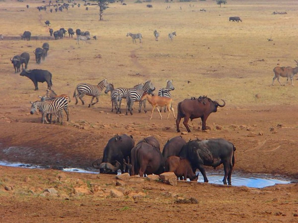 Tsavo West National Park image 3
