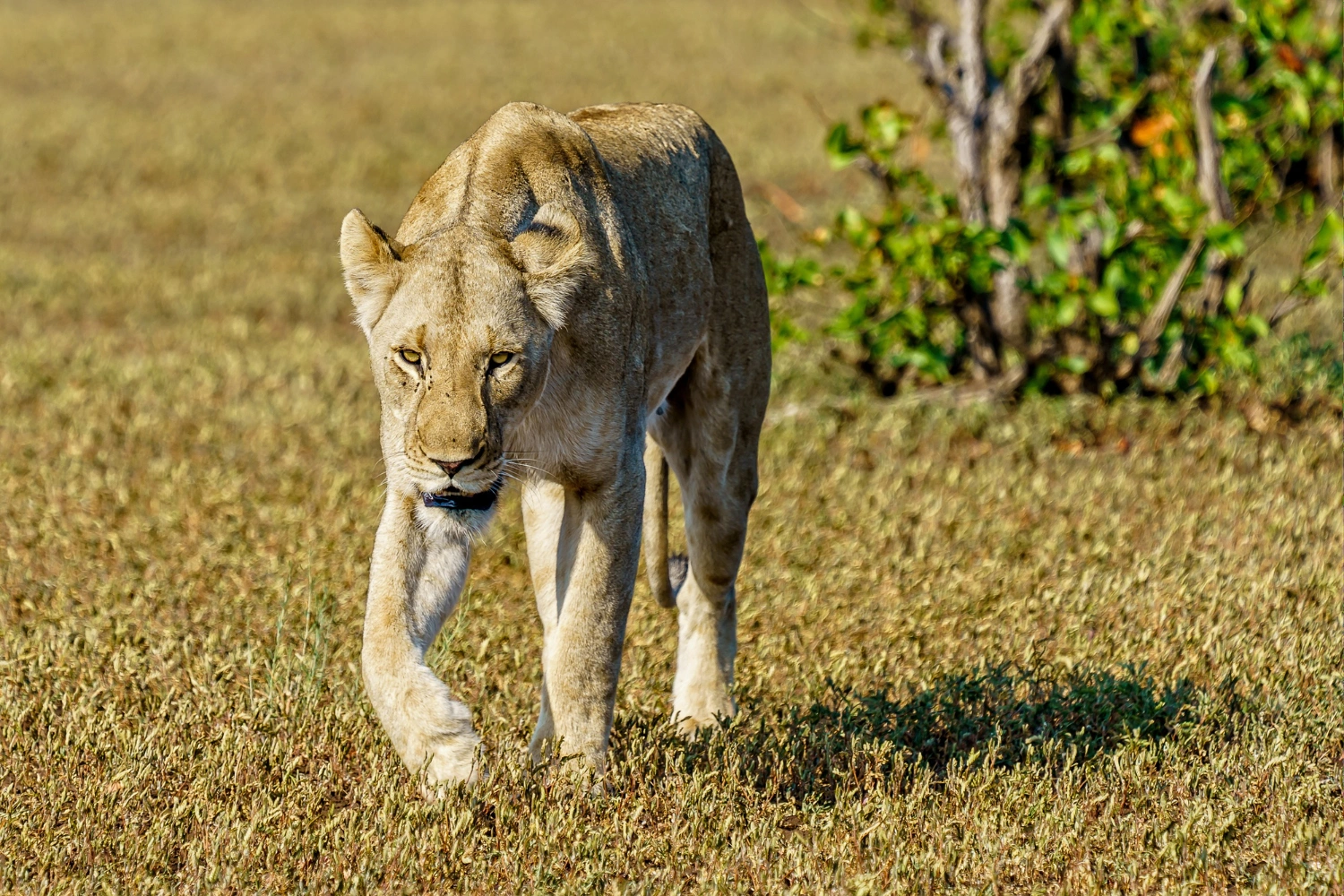 Katavi National Park image 2