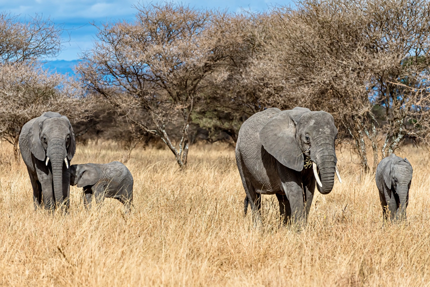 Katavi National Park image 3