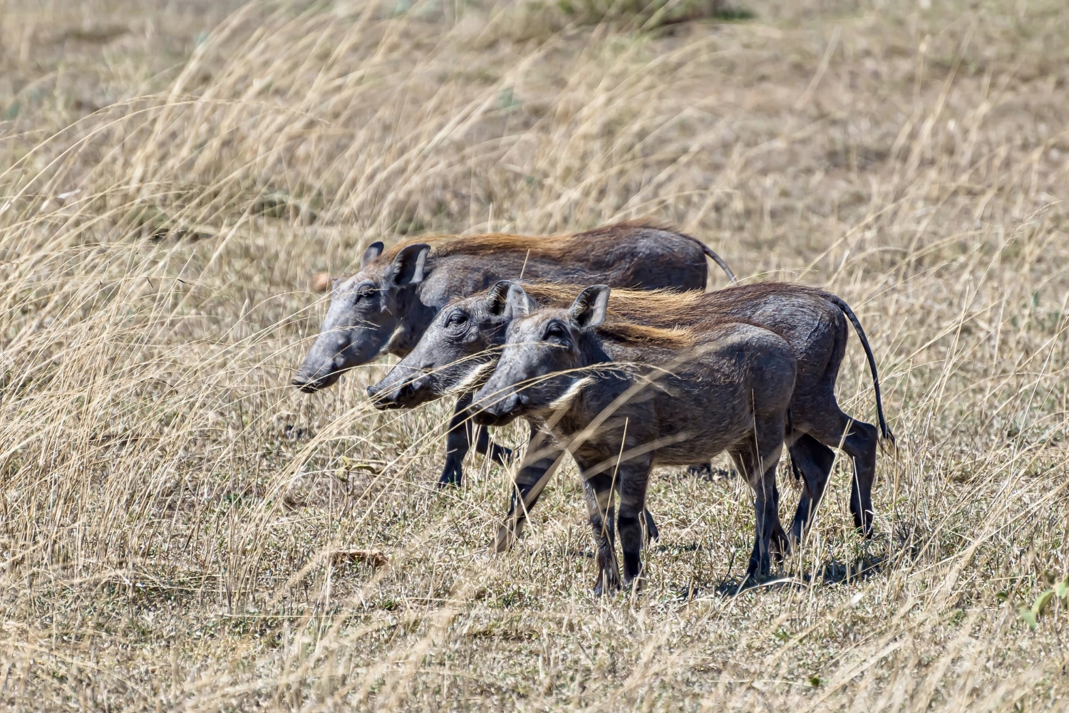 Katavi National Park image 5