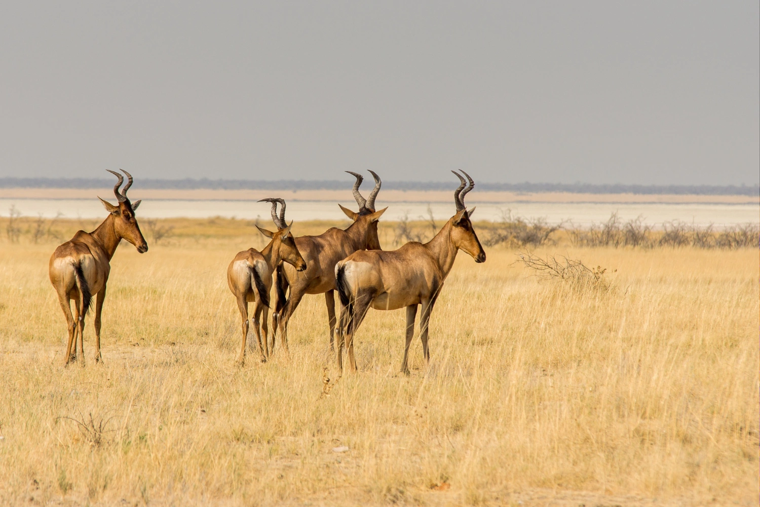 Katavi National Park image 4