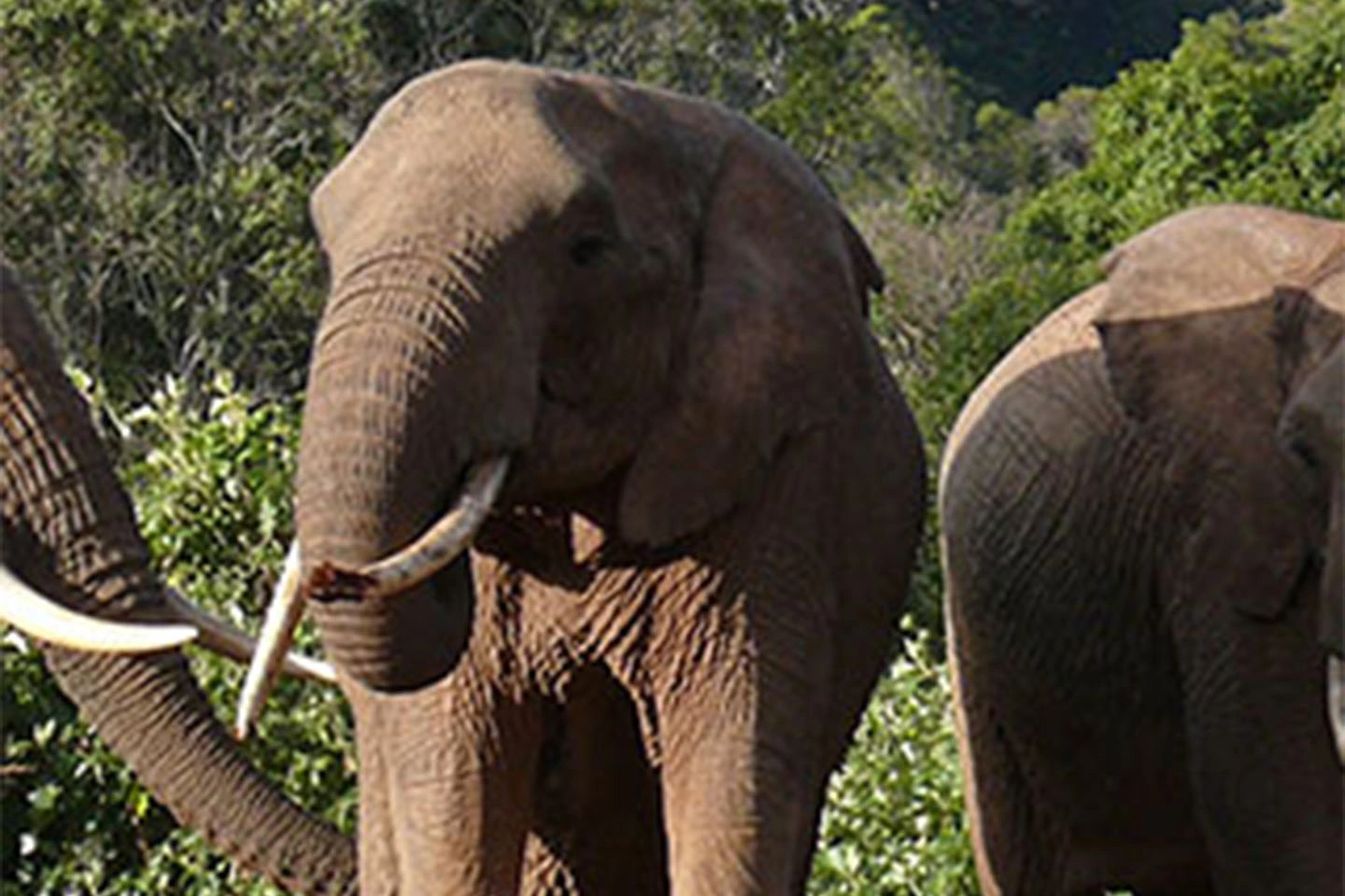 Aberdare National Park image 3