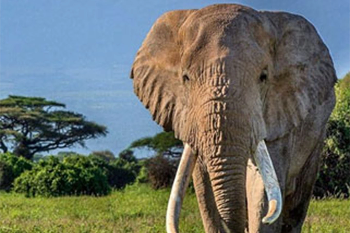 Amboseli National Park image 4