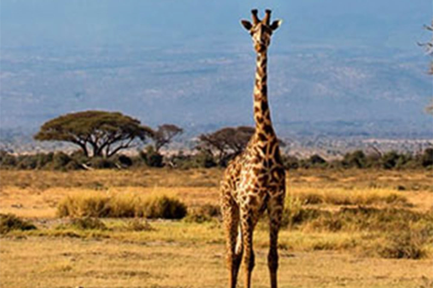 Amboseli National Park image 5