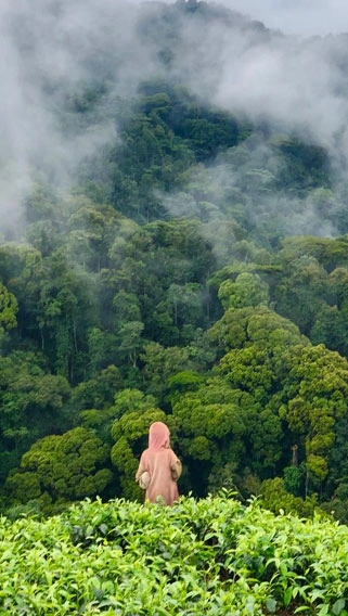 Bwindi Impenetrable Forest image 3