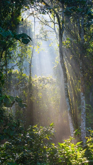 Bwindi Impenetrable Forest image 2