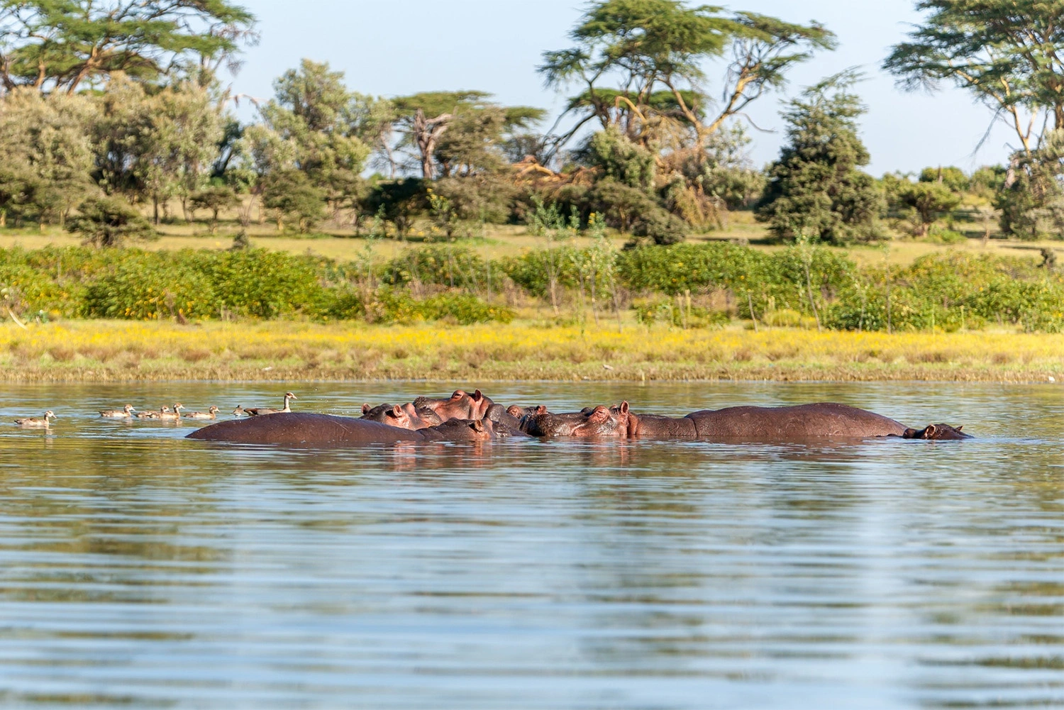 Katavi National Park image 6