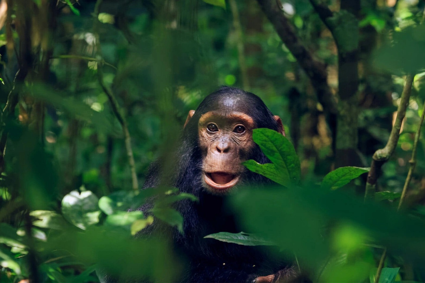 Kibale National Park image 5