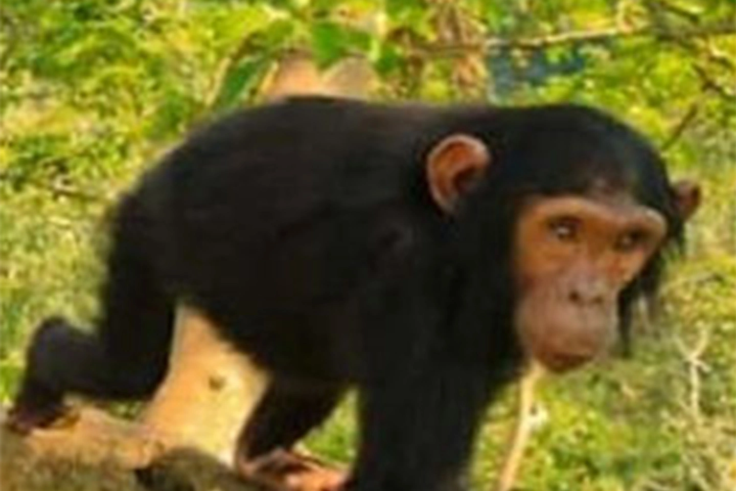 Kibale National Park image 3