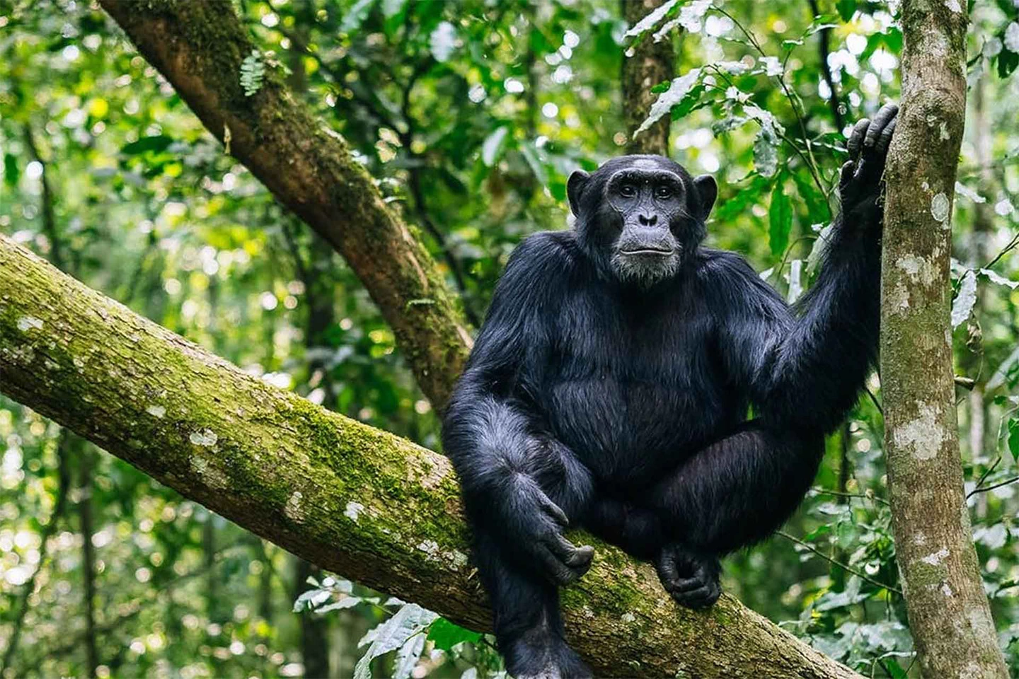 Kibale National Park image 2