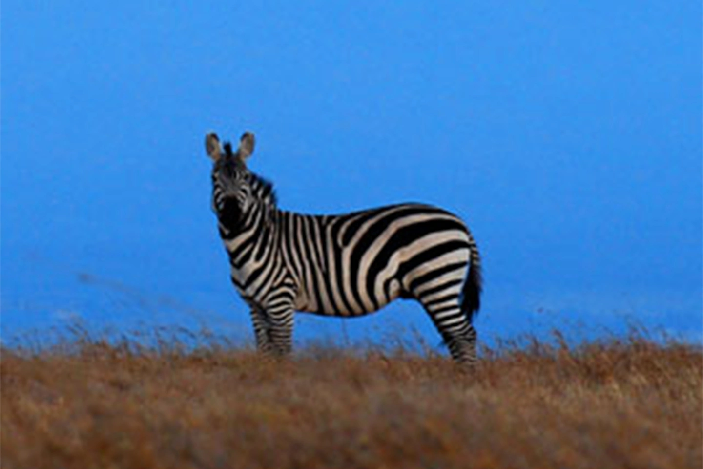 Laikipia image 2