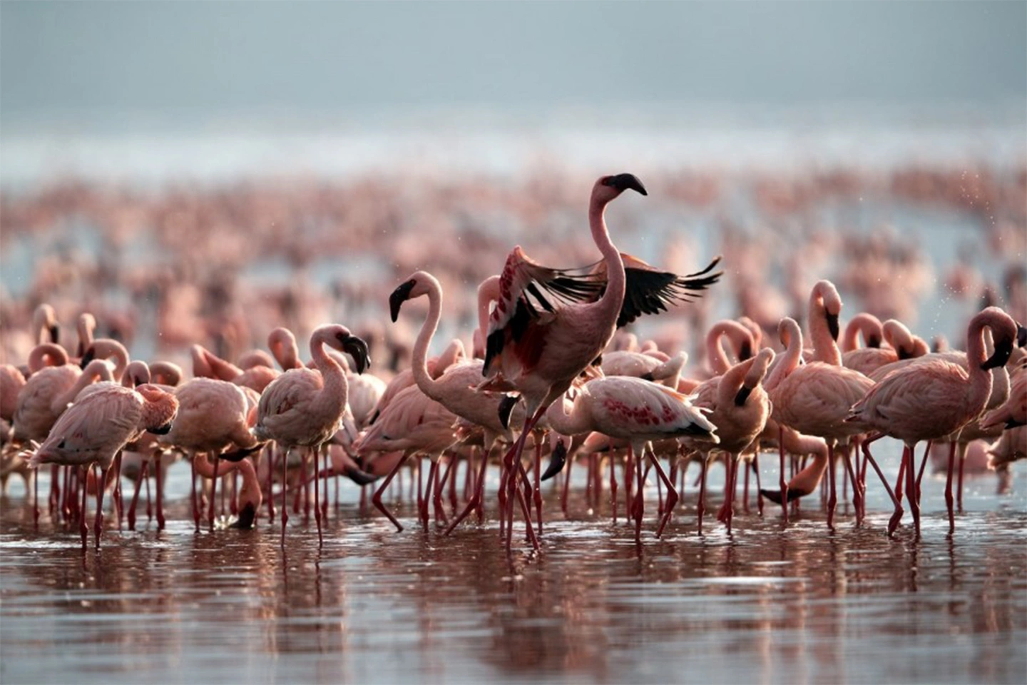 Lake Bogoria National Reserve image 4