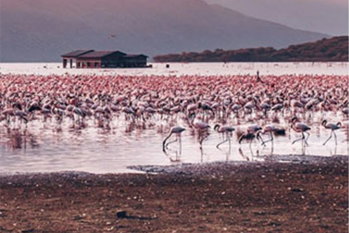 Lake Bogoria National Reserve image 3
