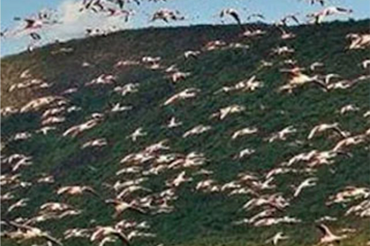 Lake Elementaita Wildlife Sanctuary image 8