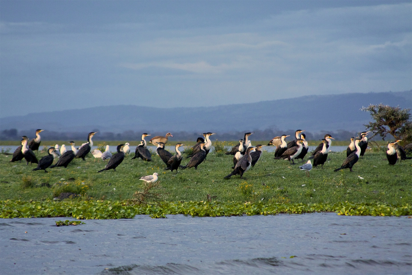Lake Naivasha image 2