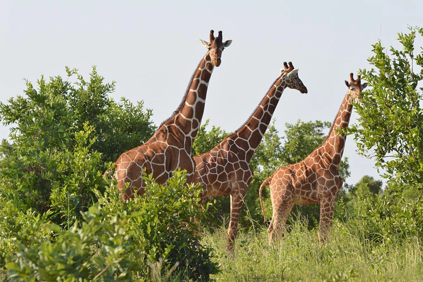 Meru National Park image 2