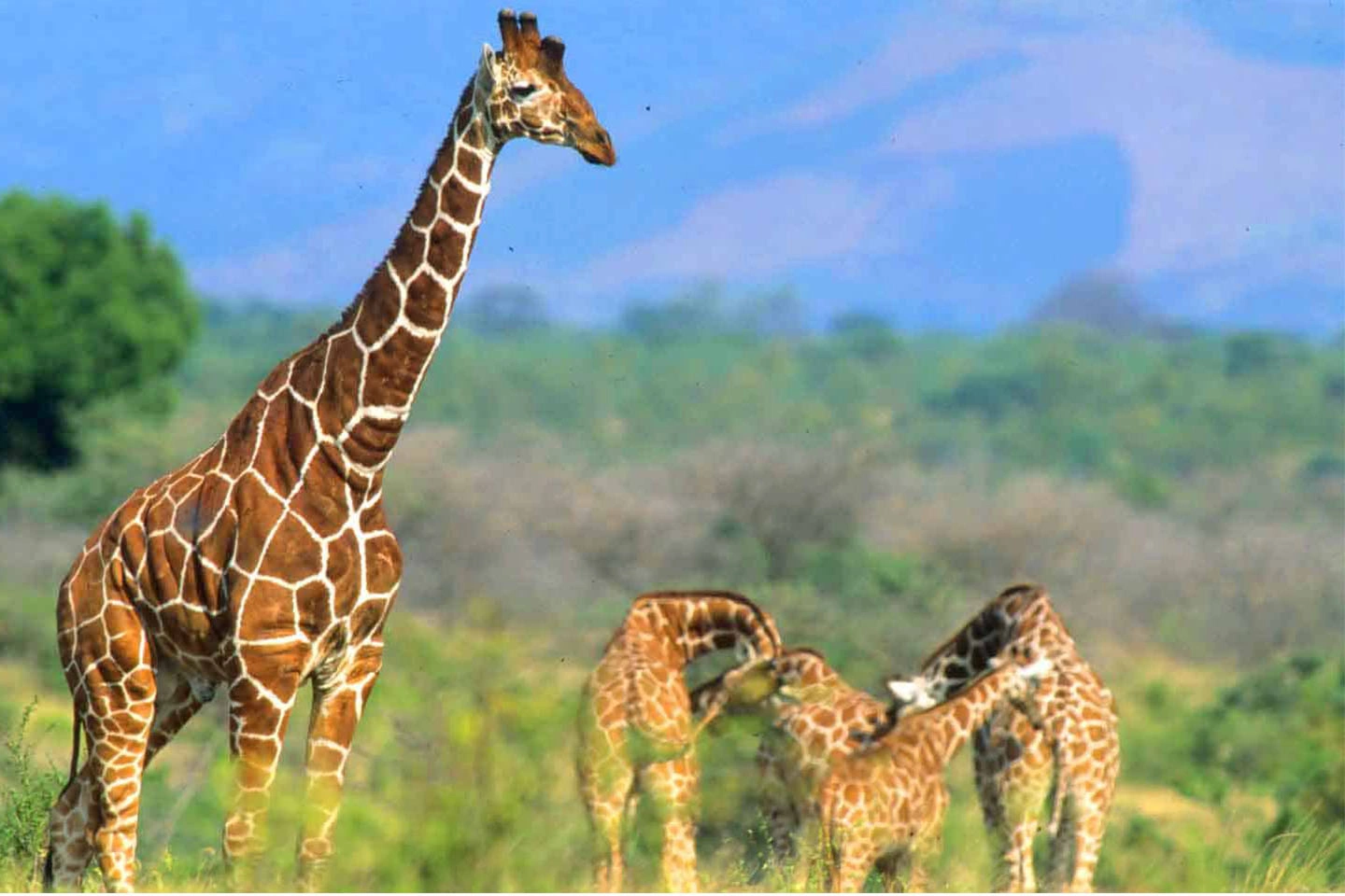 Meru National Park image 3