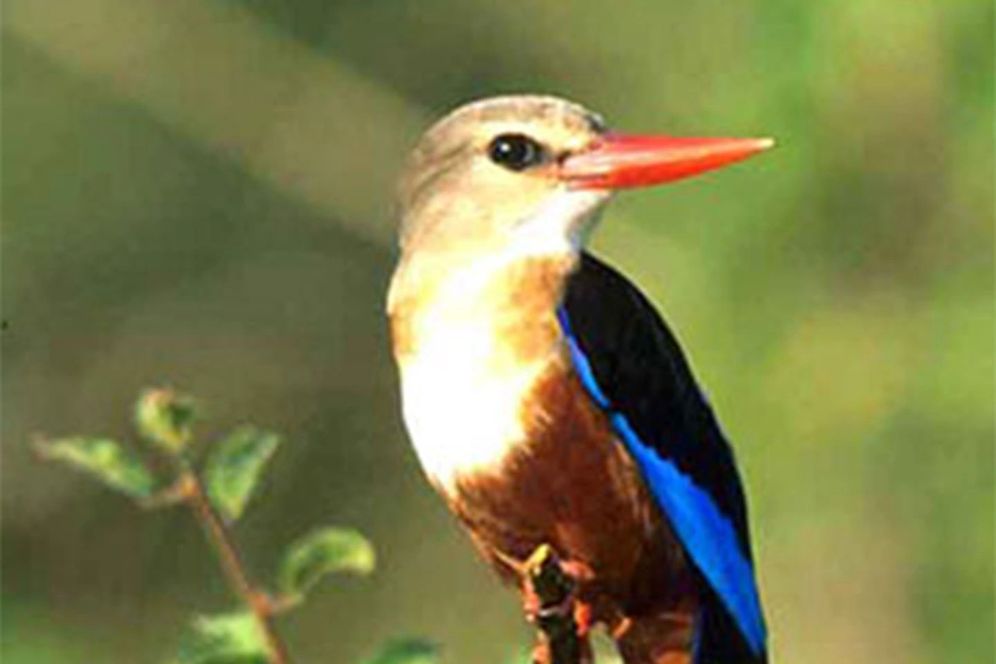 Meru National Park image 4