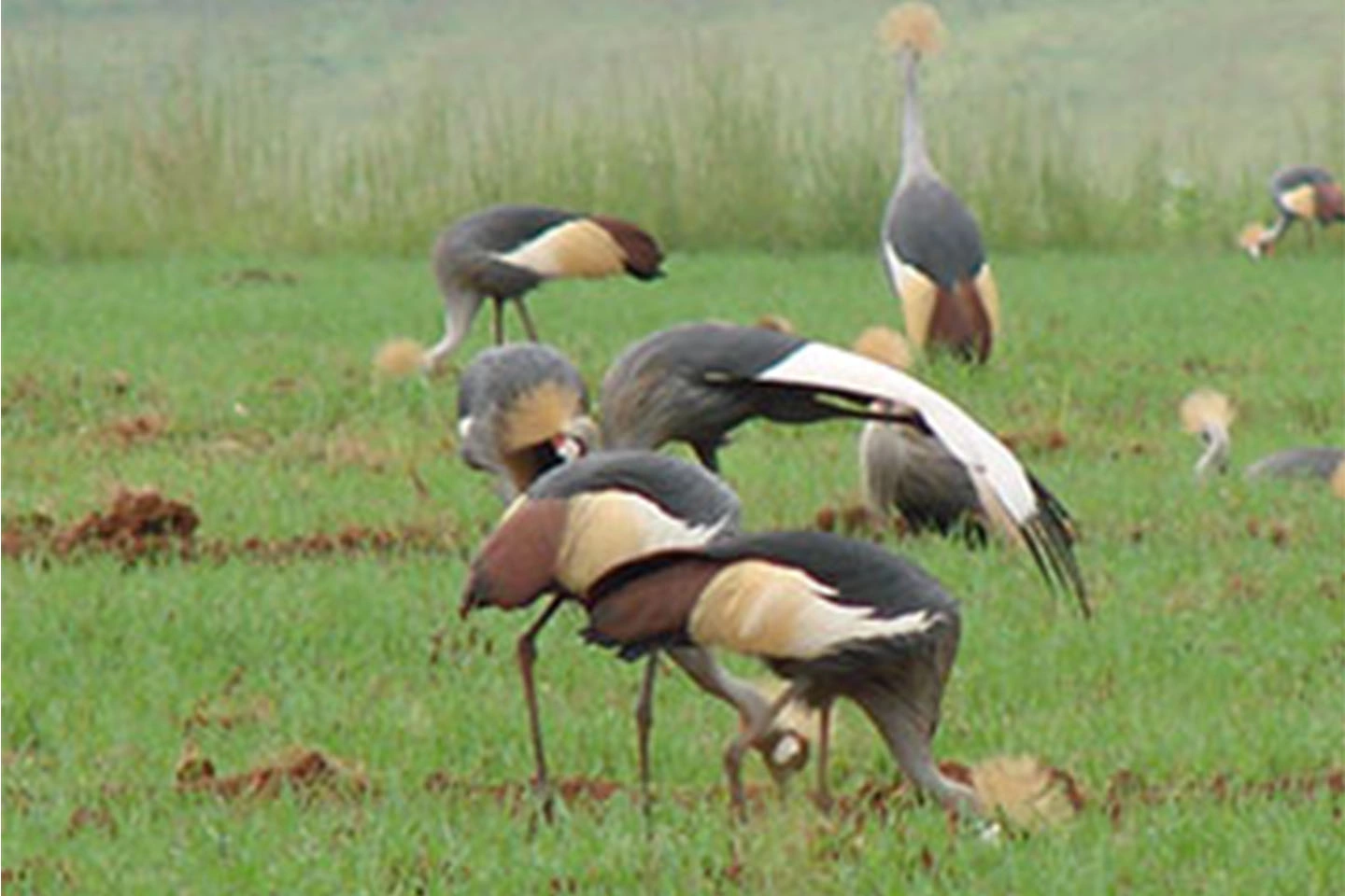 Mt Elgon National Park image 2