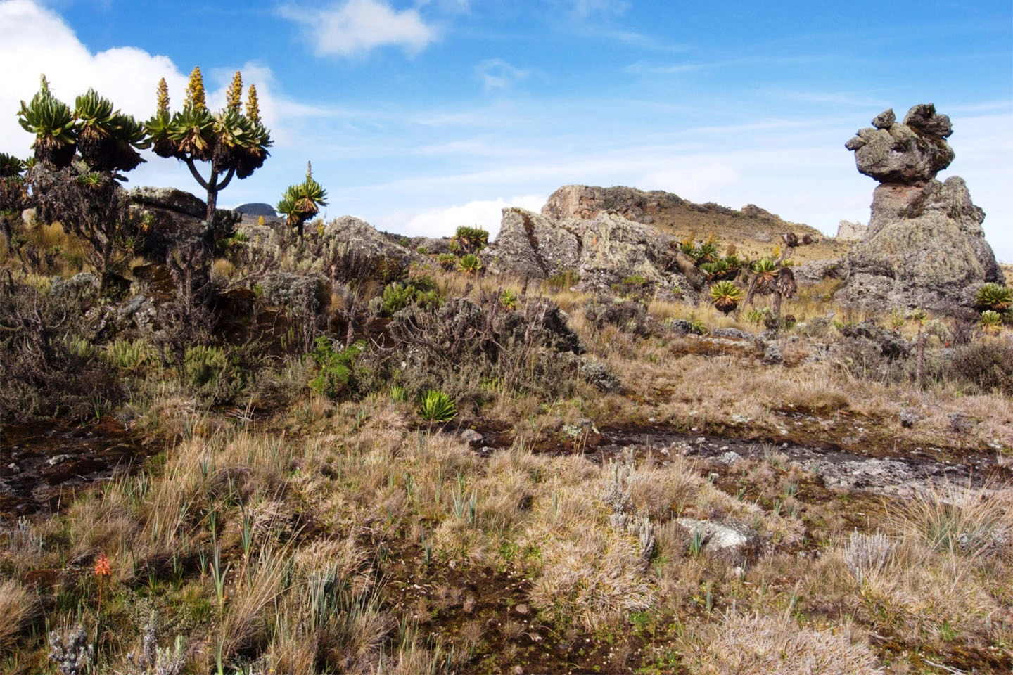 Mt Elgon National Park image 3