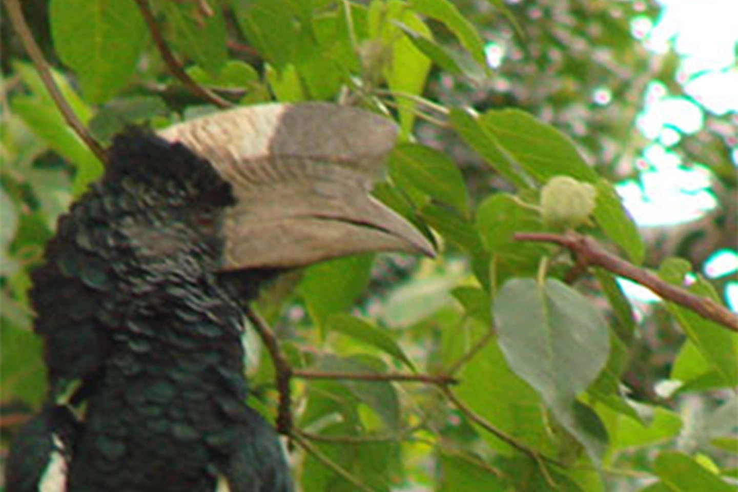 Mt Elgon National Park image 4