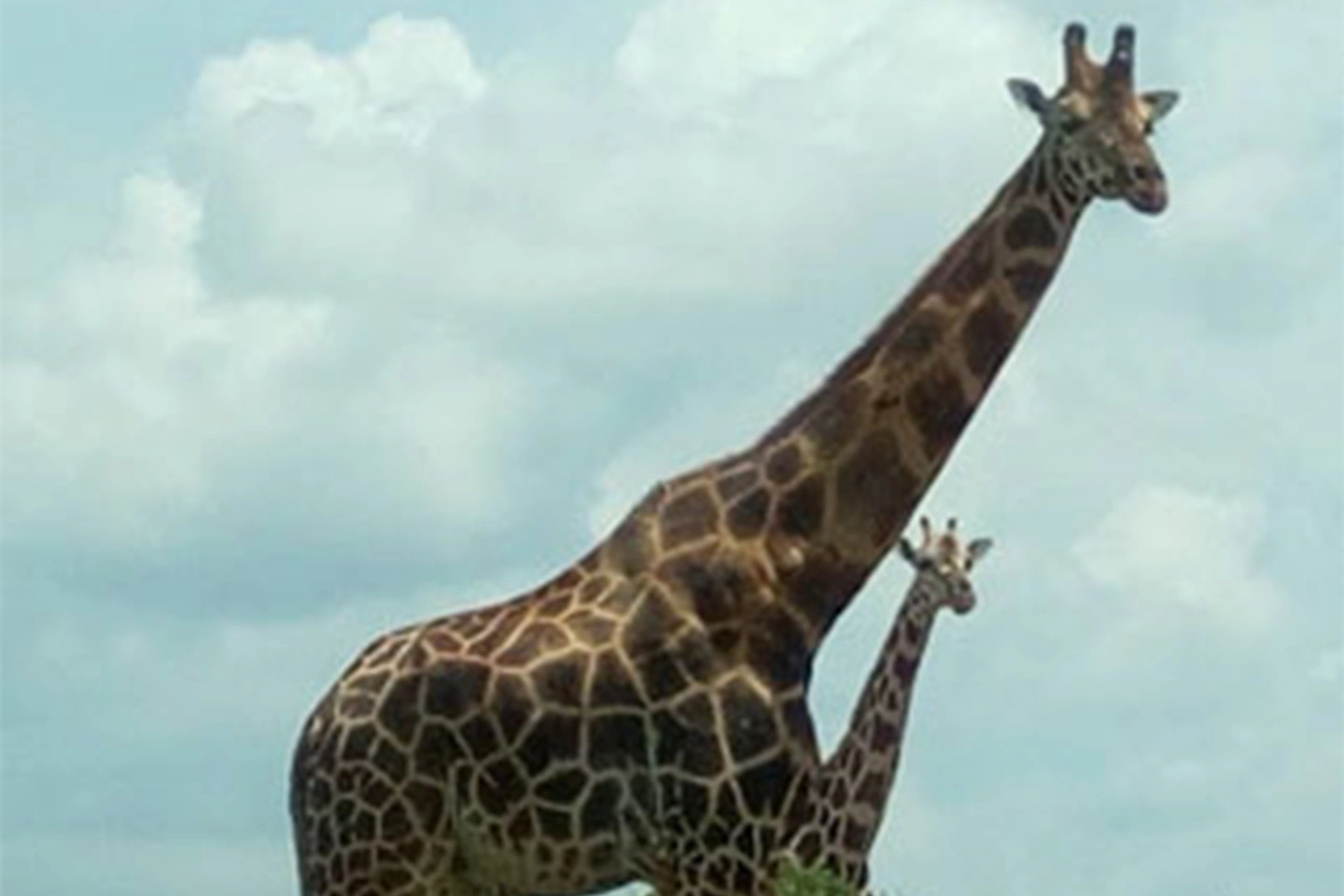 Mwea National Park image 4
