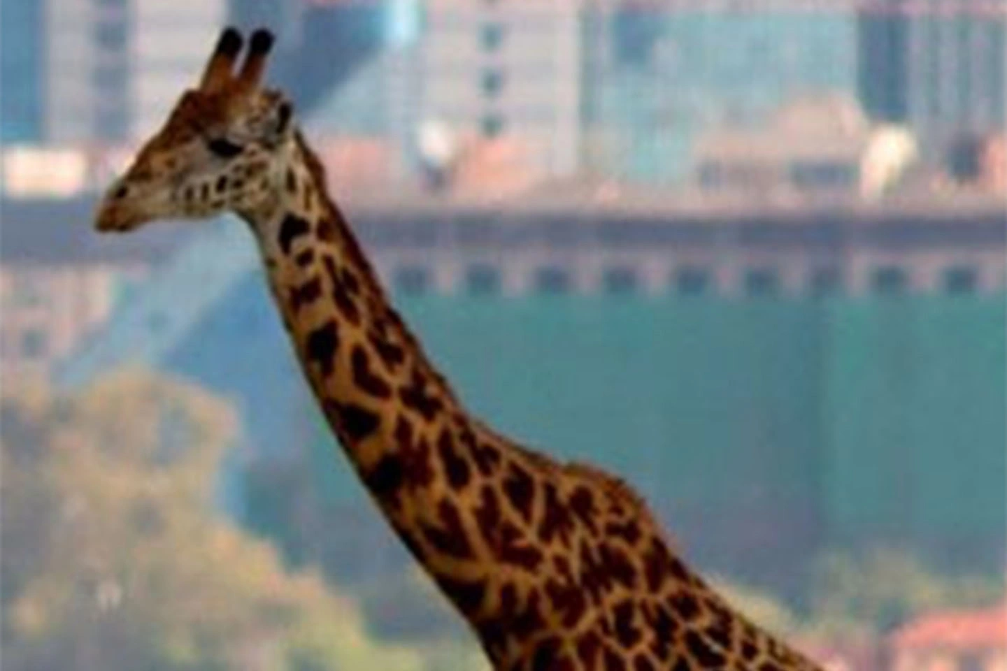 Nairobi National Park image 2