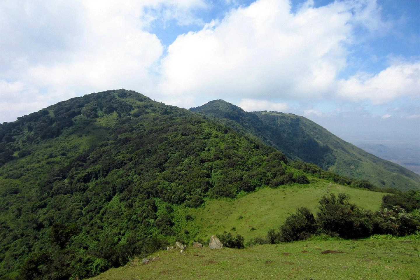 Ngong Forest image 4