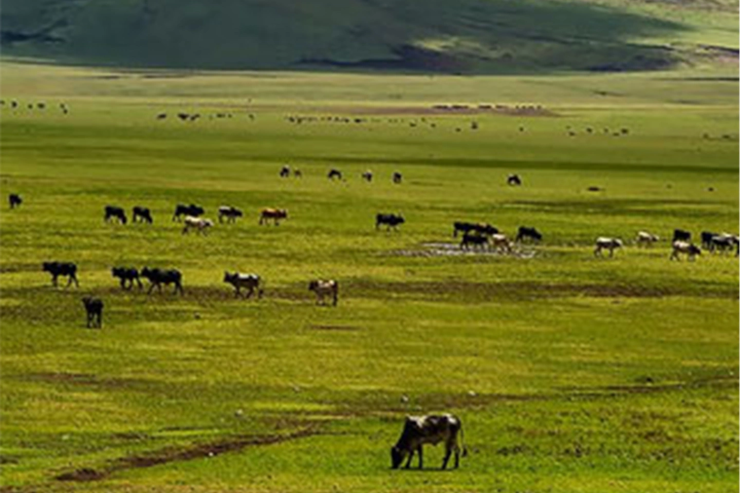 Ngorongoro Crater image 3
