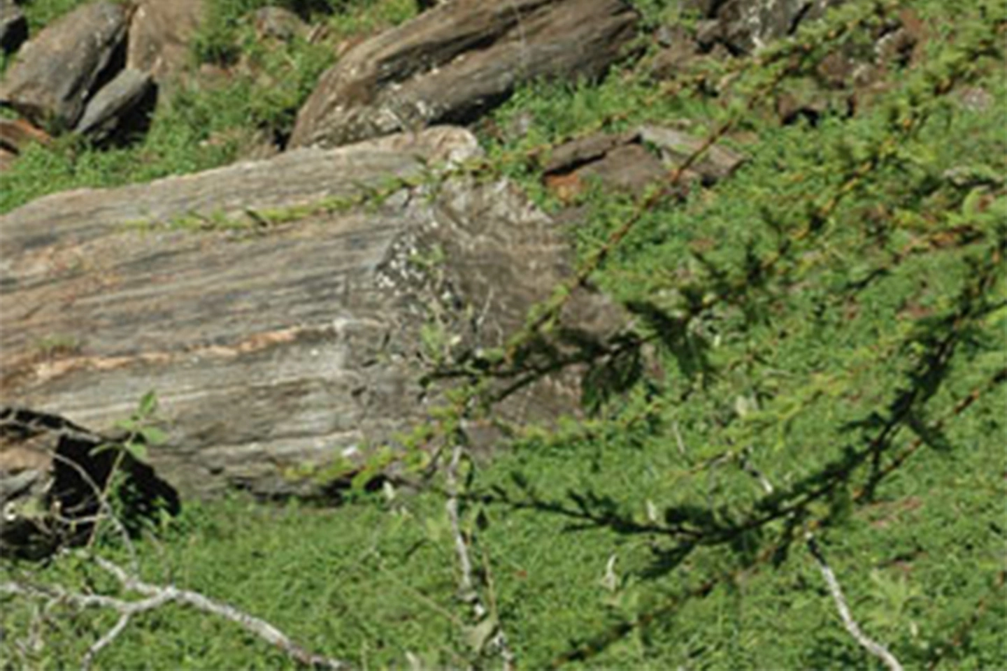 Oldonyo Sabuk National Park image 4