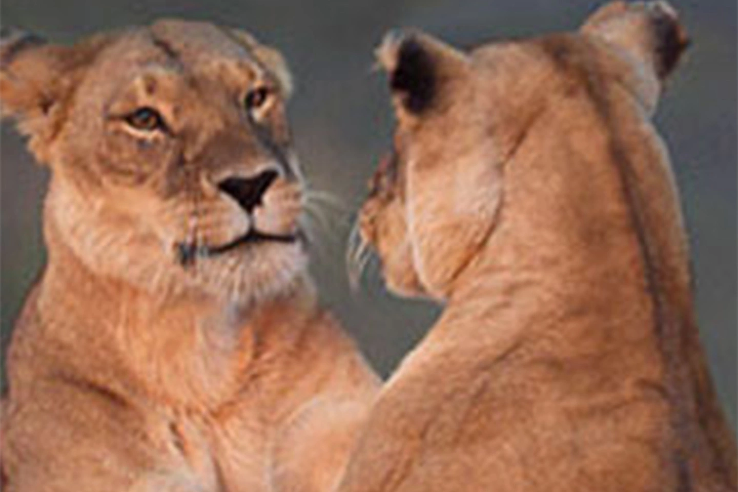 Queen Elizabeth National Park image 3