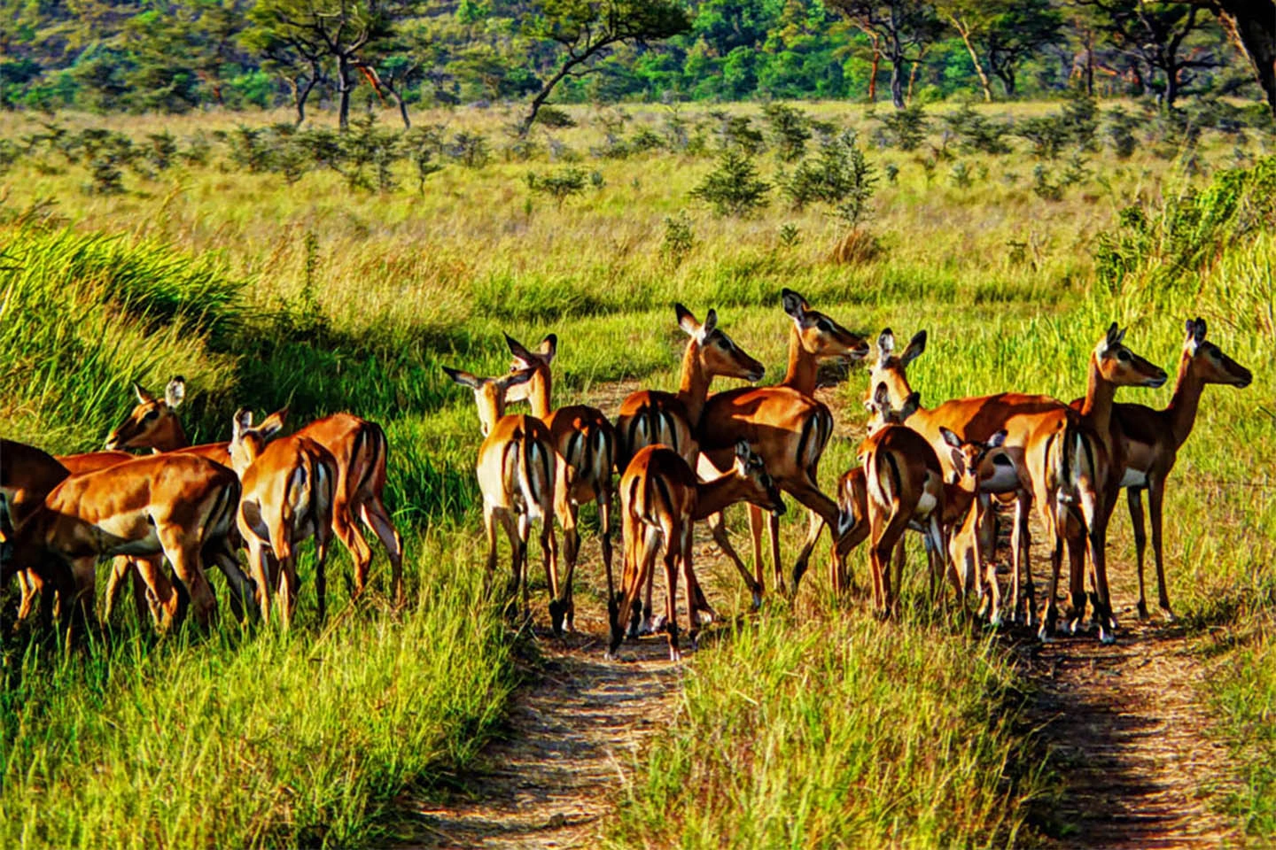 Ruma National Park image 5