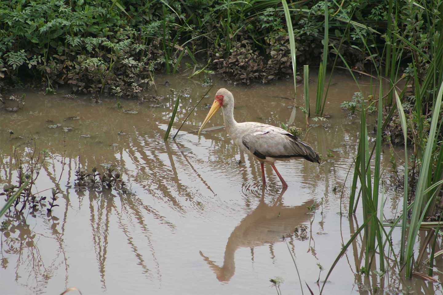 Saiwa Swamp image 2