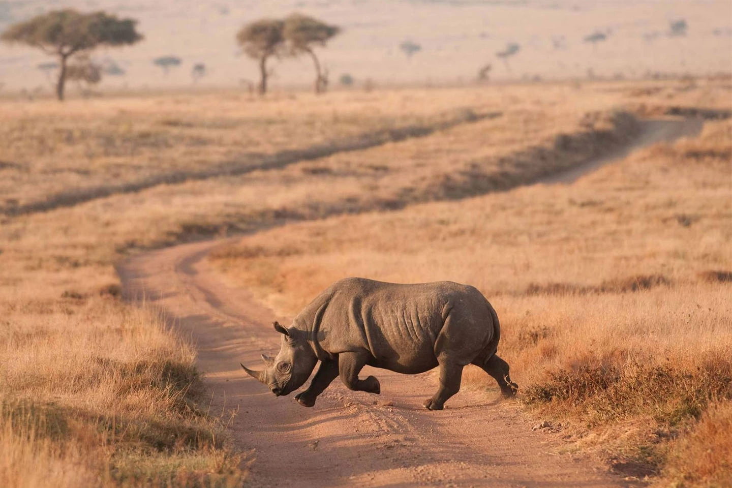 Samburu National Reserve image 3