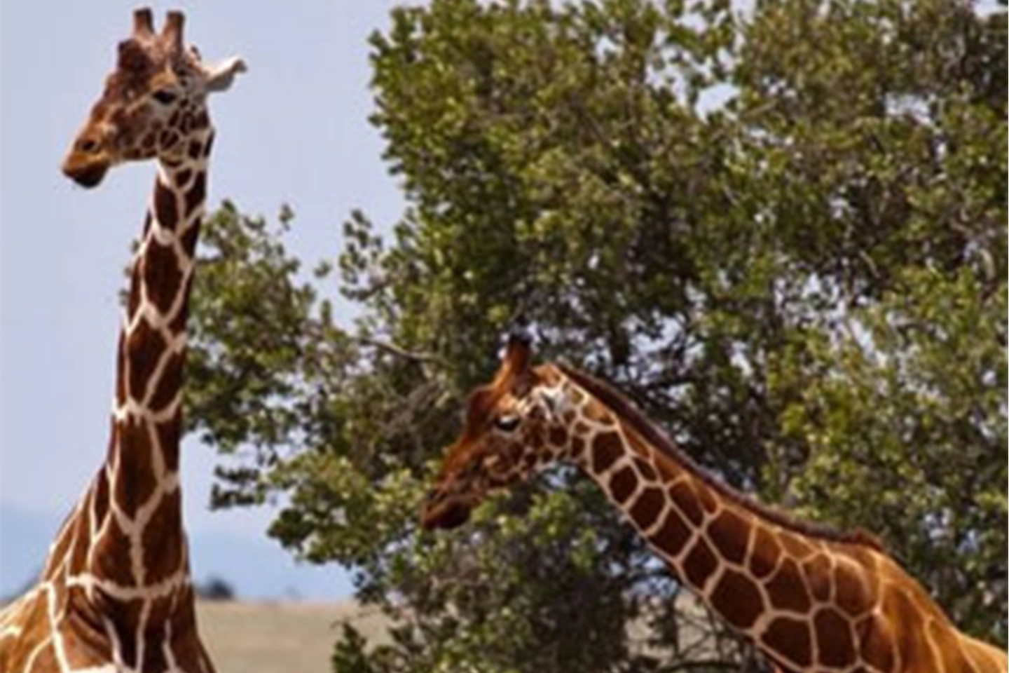 Shaba Game Reserve image 3