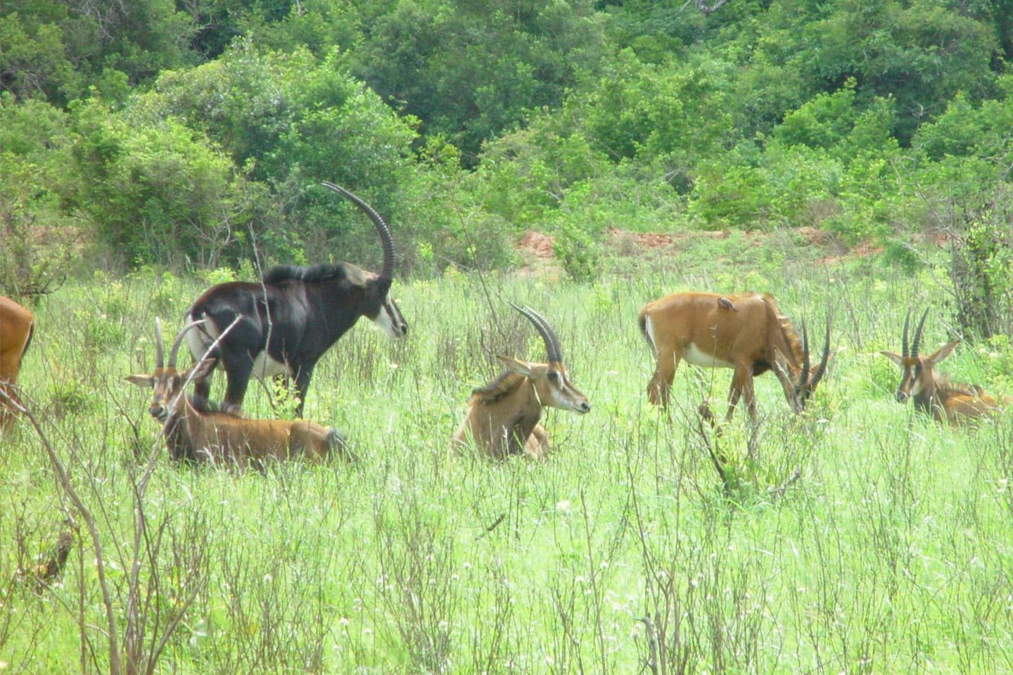 Simba Hills National Reserve image 2