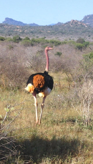 Tsavo West National Park image 6