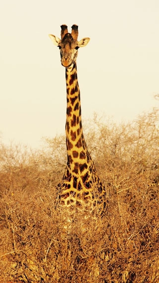 Tsavo West National Park image 7