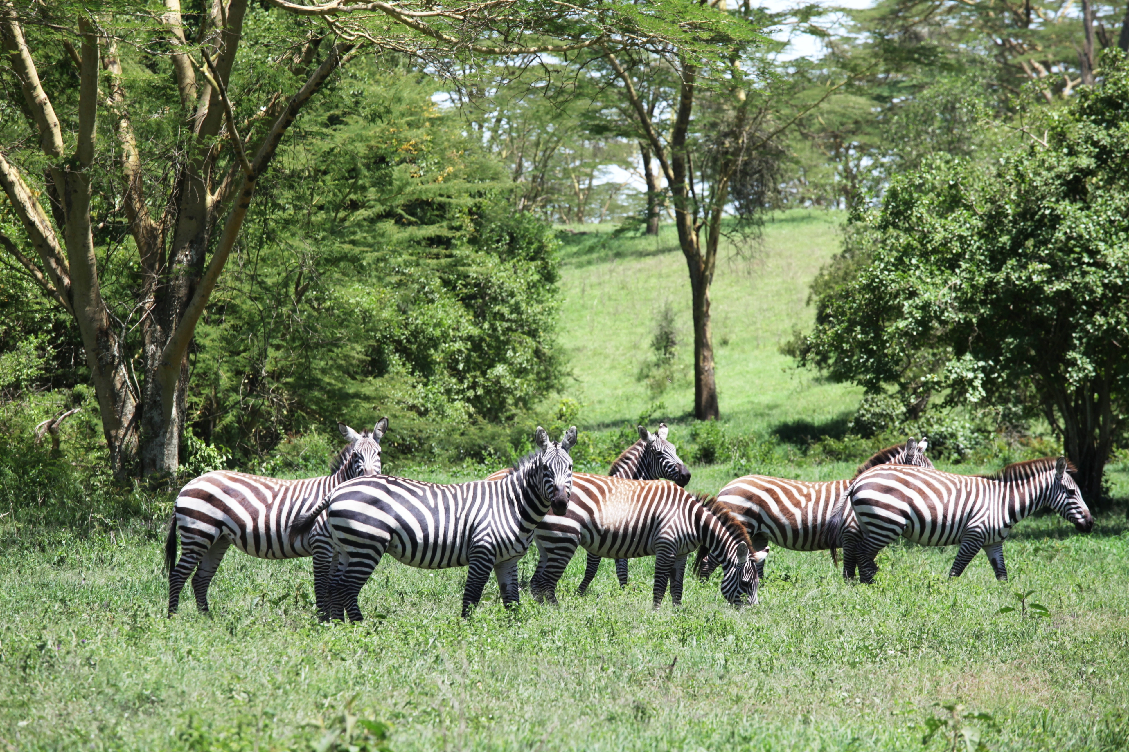 Arabuko Sokoke National Park image 7